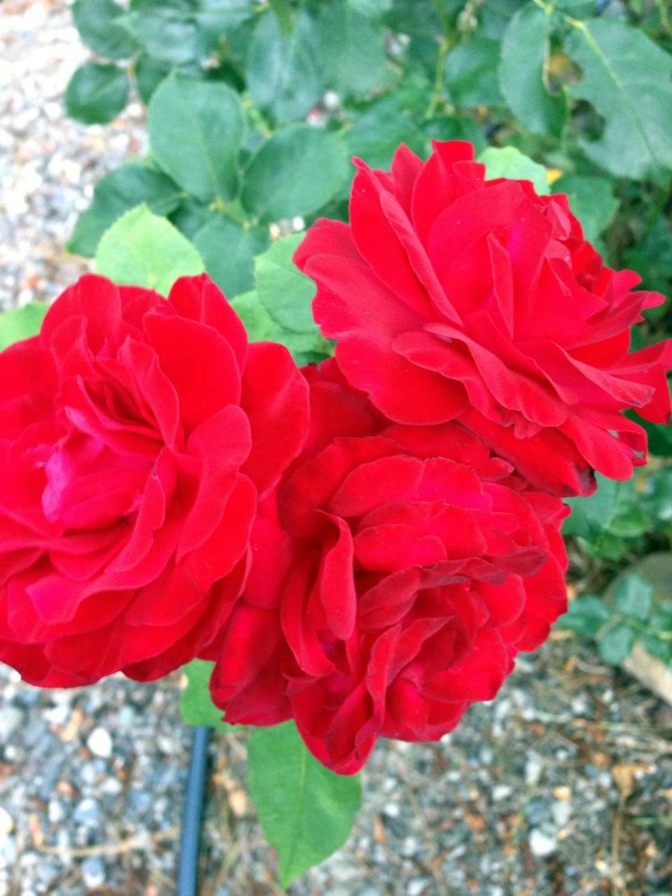 קולטרוויל The Red Rooster Lodge מראה חיצוני תמונה